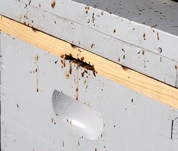 Nosema